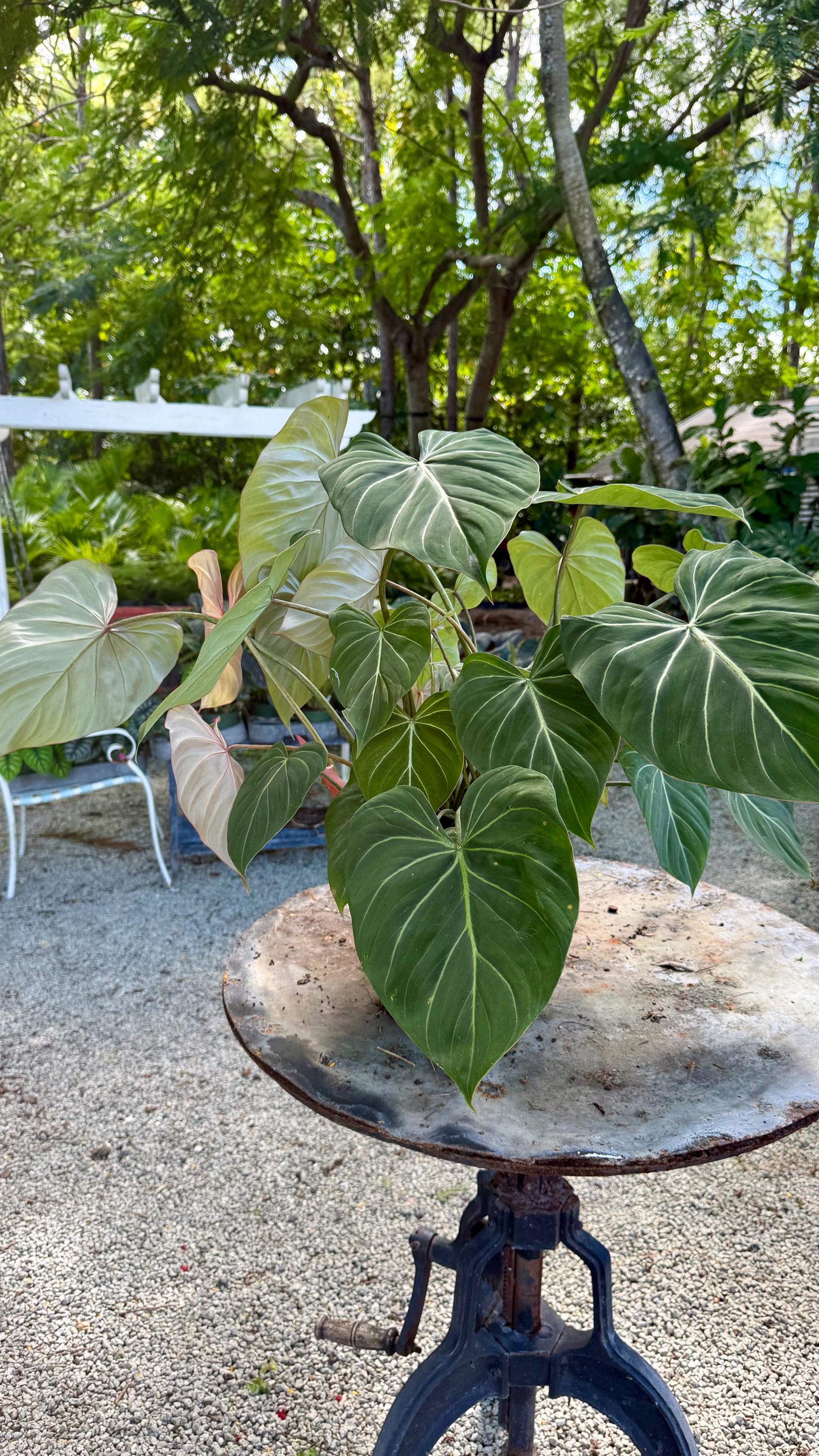 Philodendron Gloriosum: Velvet Heart-Leaf Plant (3 gal | ~2 ft)