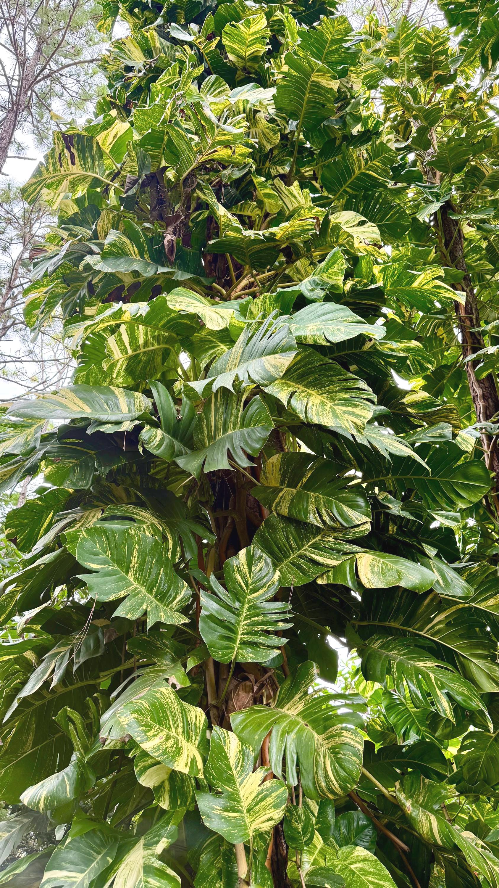 Giant Hawaiian Pothos Stem Cuttings