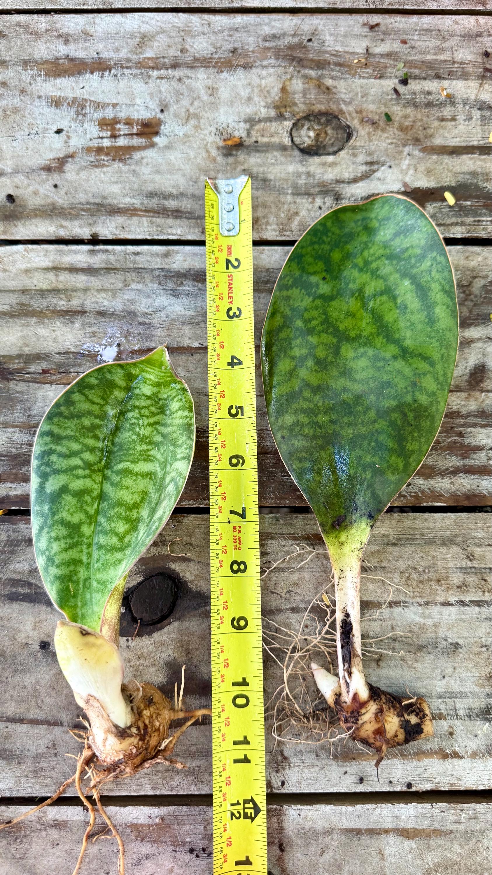 Whale Fin Sansevieria – Rare Snake Plant | Easy Care Indoor Plant | Large Single Leaf Sansevieria Masoniana | Air Purifying Plant Gift