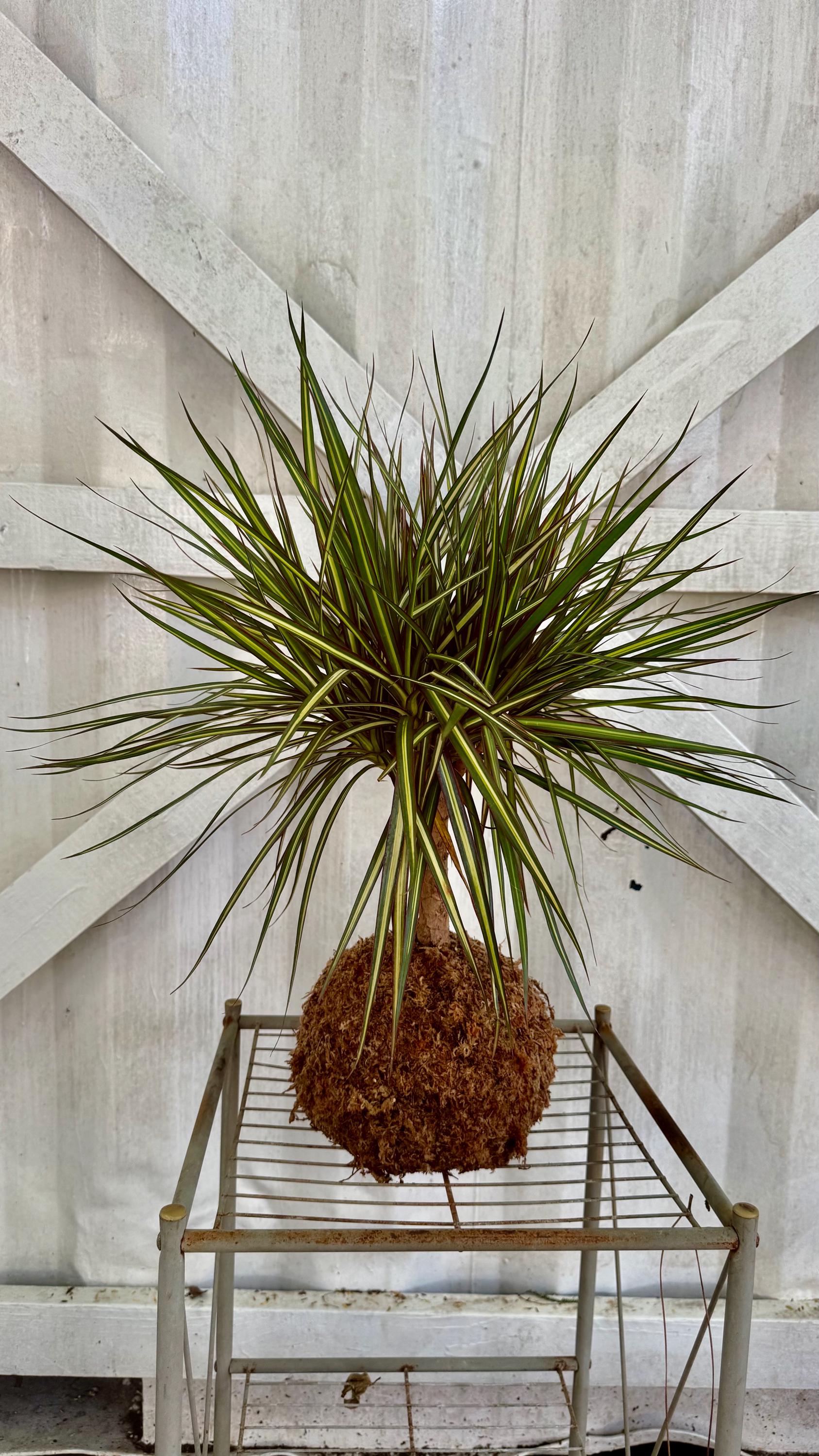 Dragon Tree Kokedama | Variegated Dracaena Moss Ball, Air Purifying Houseplant