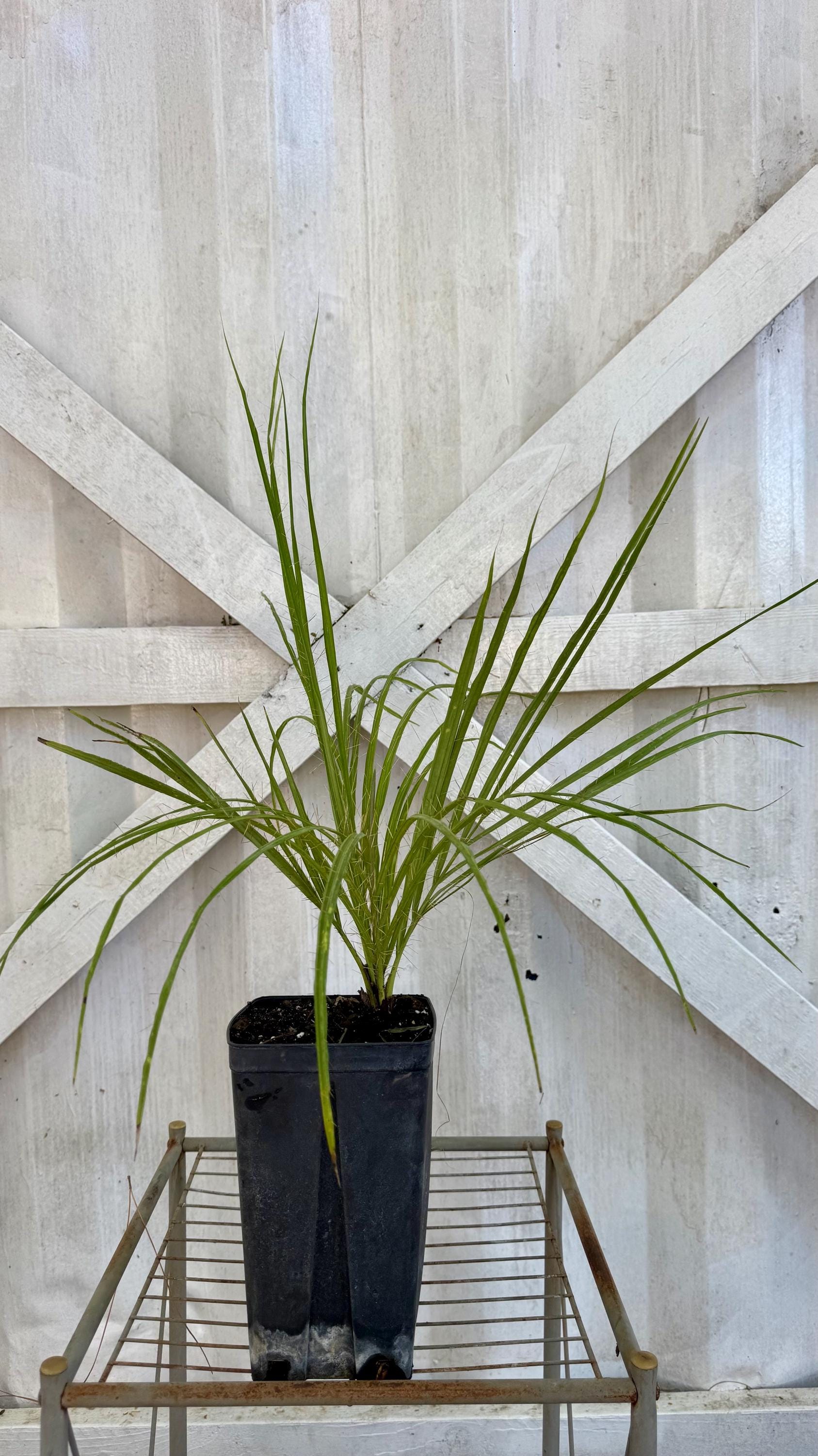 Acrocomia crispa – Cuban Belly Palm – Corojo Palm – Live Plant in 1g Pot