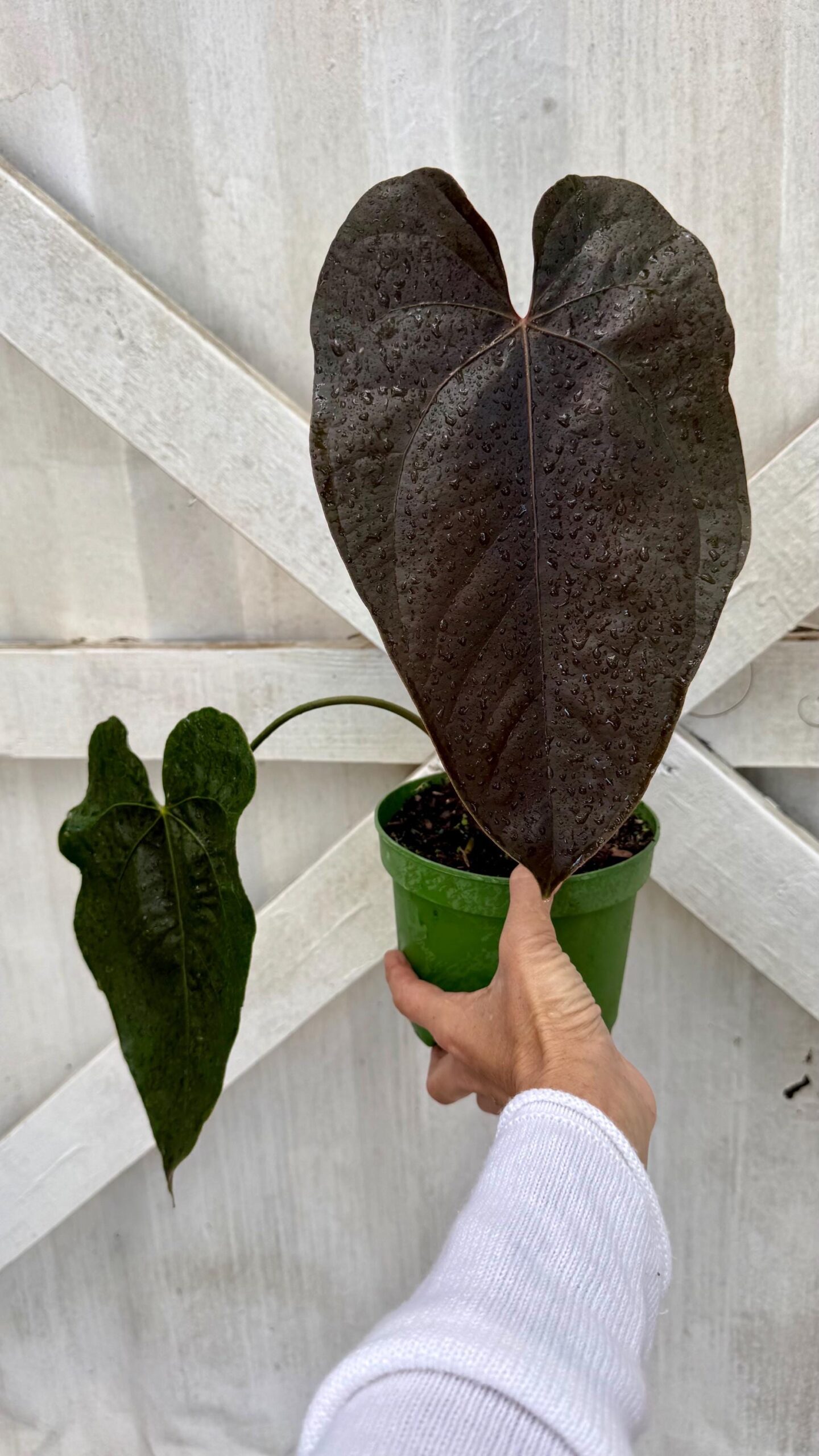 Anthurium Queen of Hearts  Rare Velvet Foliage Collector Tropical Plant