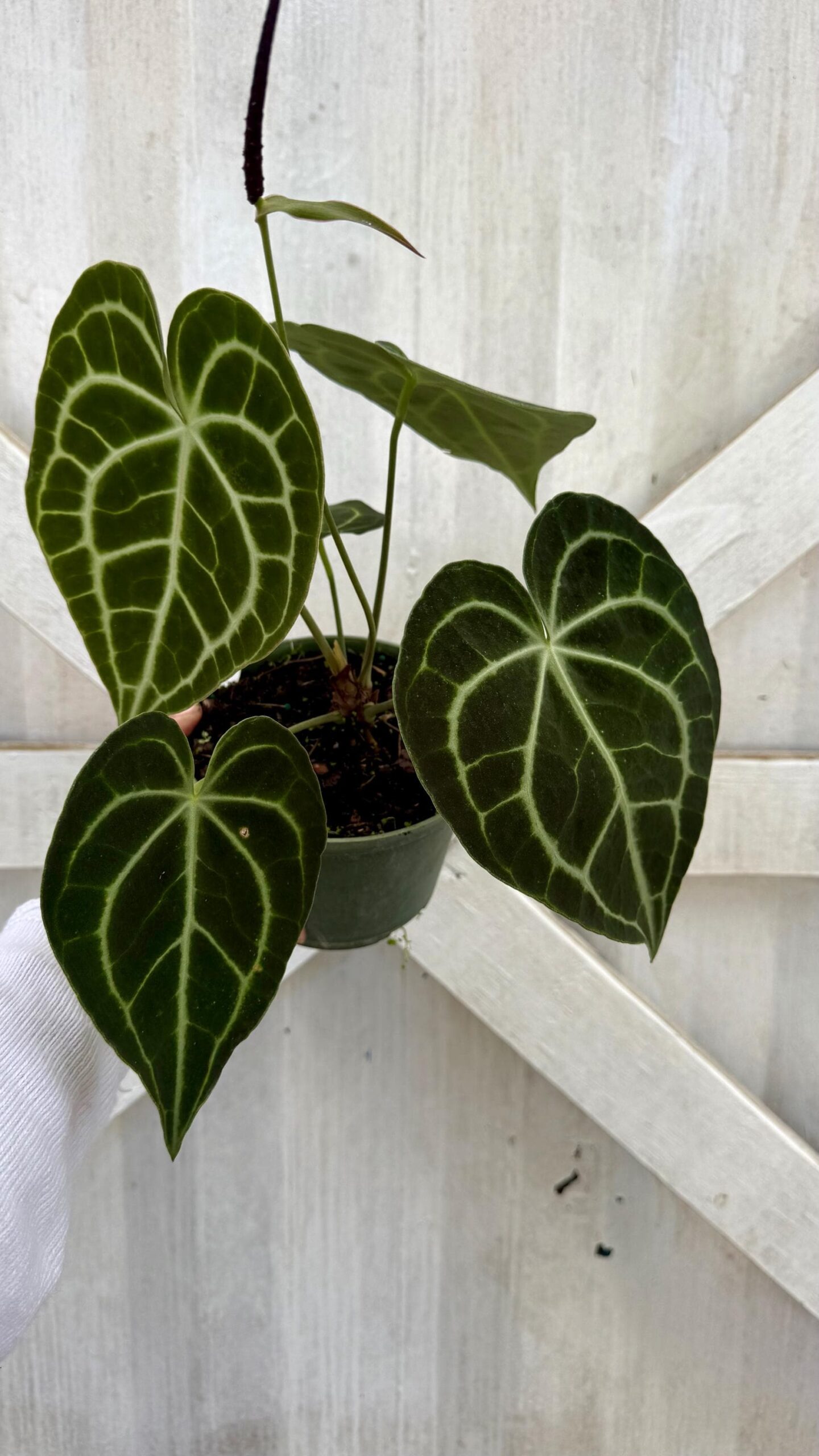Anthurium Crystallinum – Velvet Leaf Plant | Rare Aroid | 6” Pot