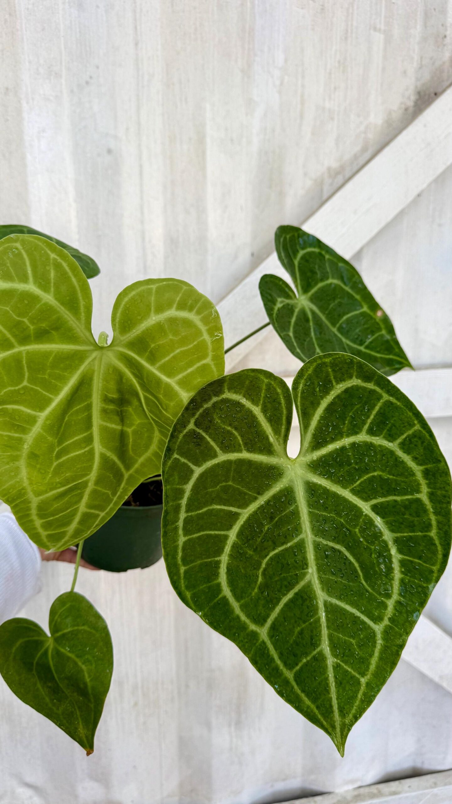 Anthurium Clarinervium – Velvet Heart Leaf Plant | Rare Aroid | 6” pot